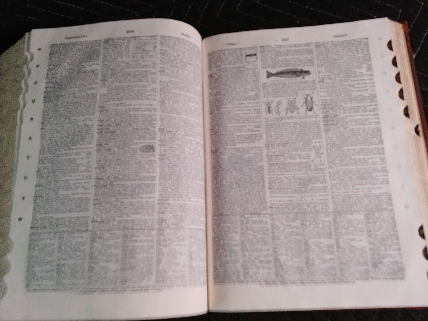 1916 Websters New International Dictionary INDIA PAPER Edition/Reference History