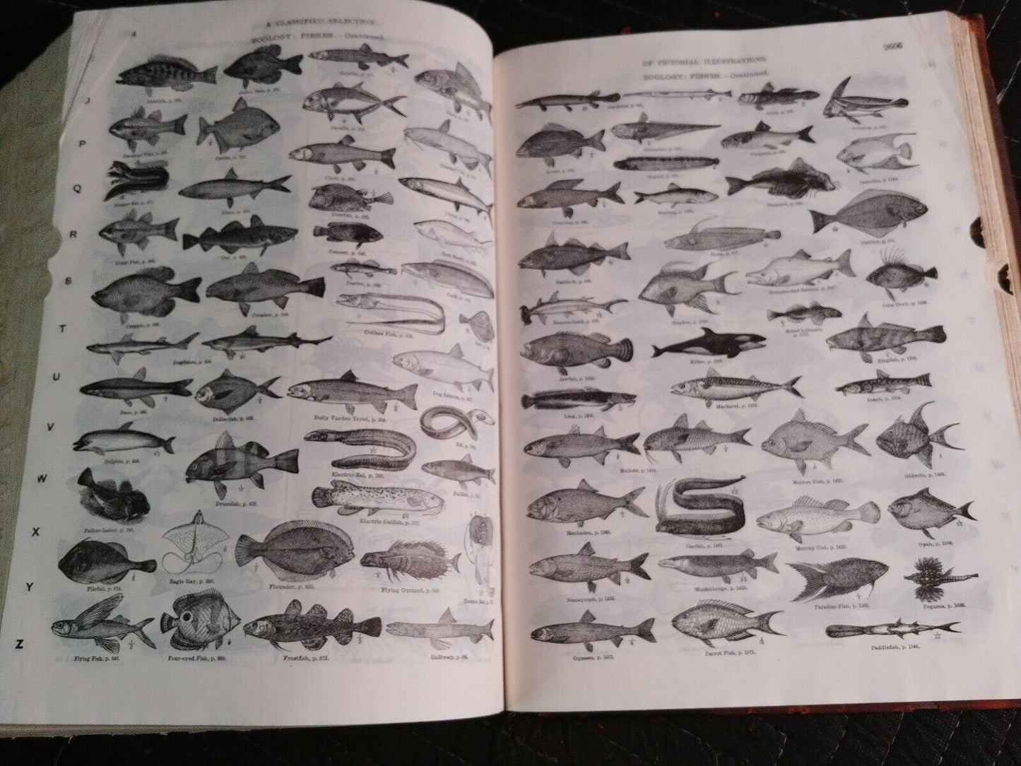 1916 Websters New International Dictionary INDIA PAPER Edition/Reference History