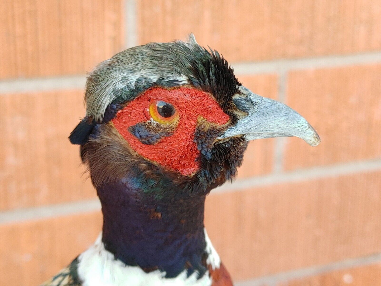 Taxidermy Ring Neck Pheasant standing mount