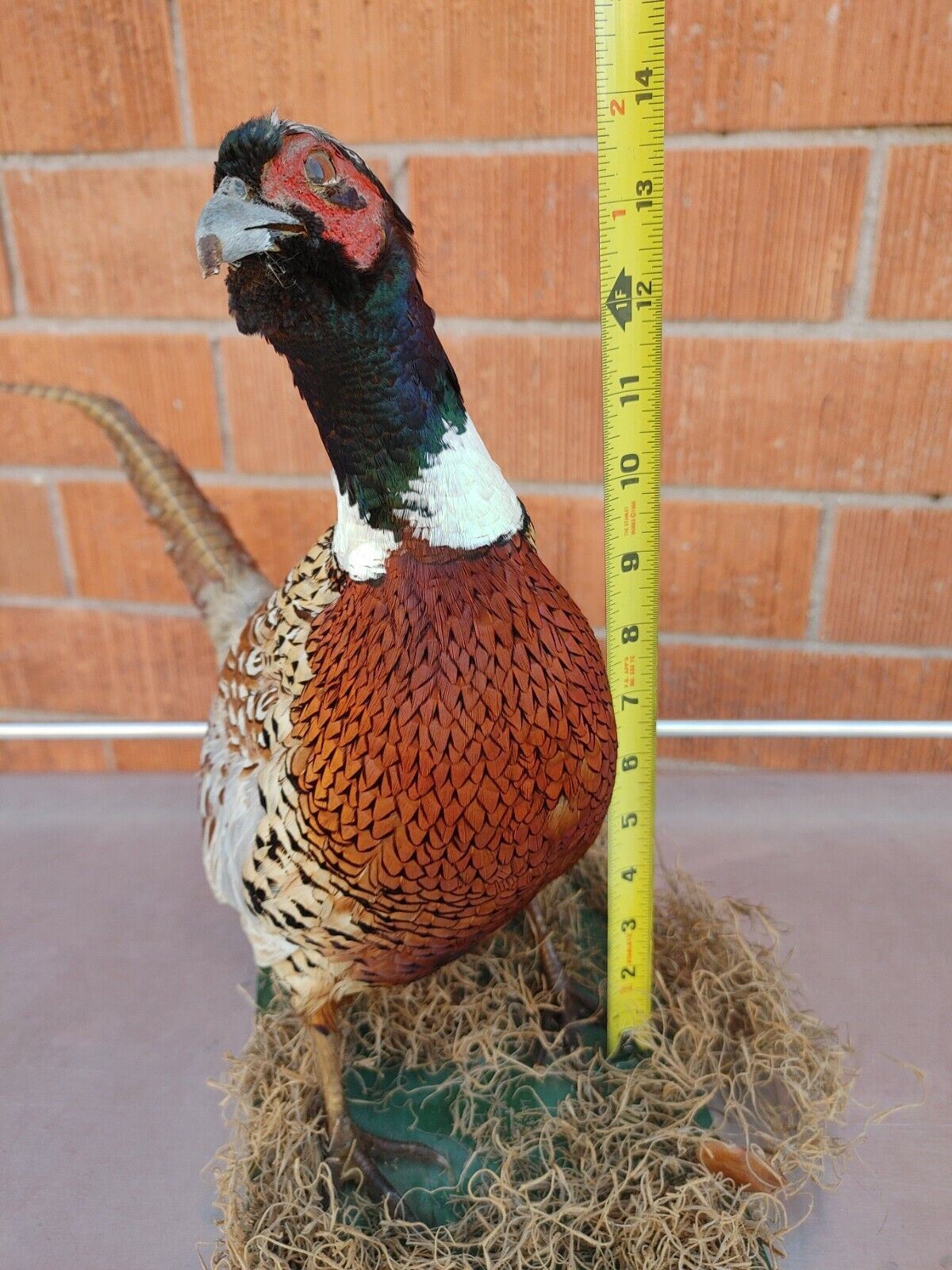 Taxidermy Ring Neck Pheasant standing mount