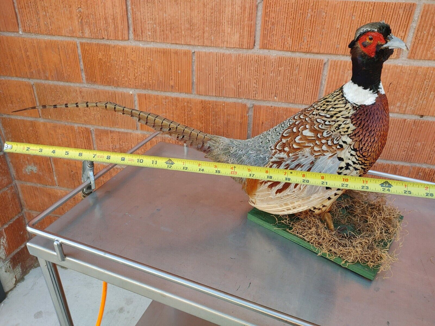 Taxidermy Ring Neck Pheasant standing mount