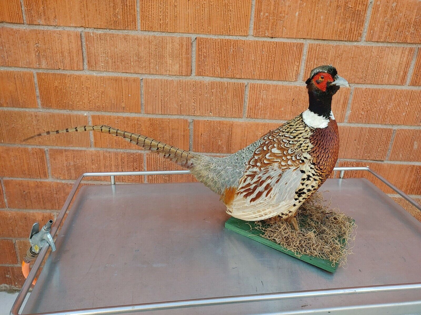 Taxidermy Ring Neck Pheasant standing mount