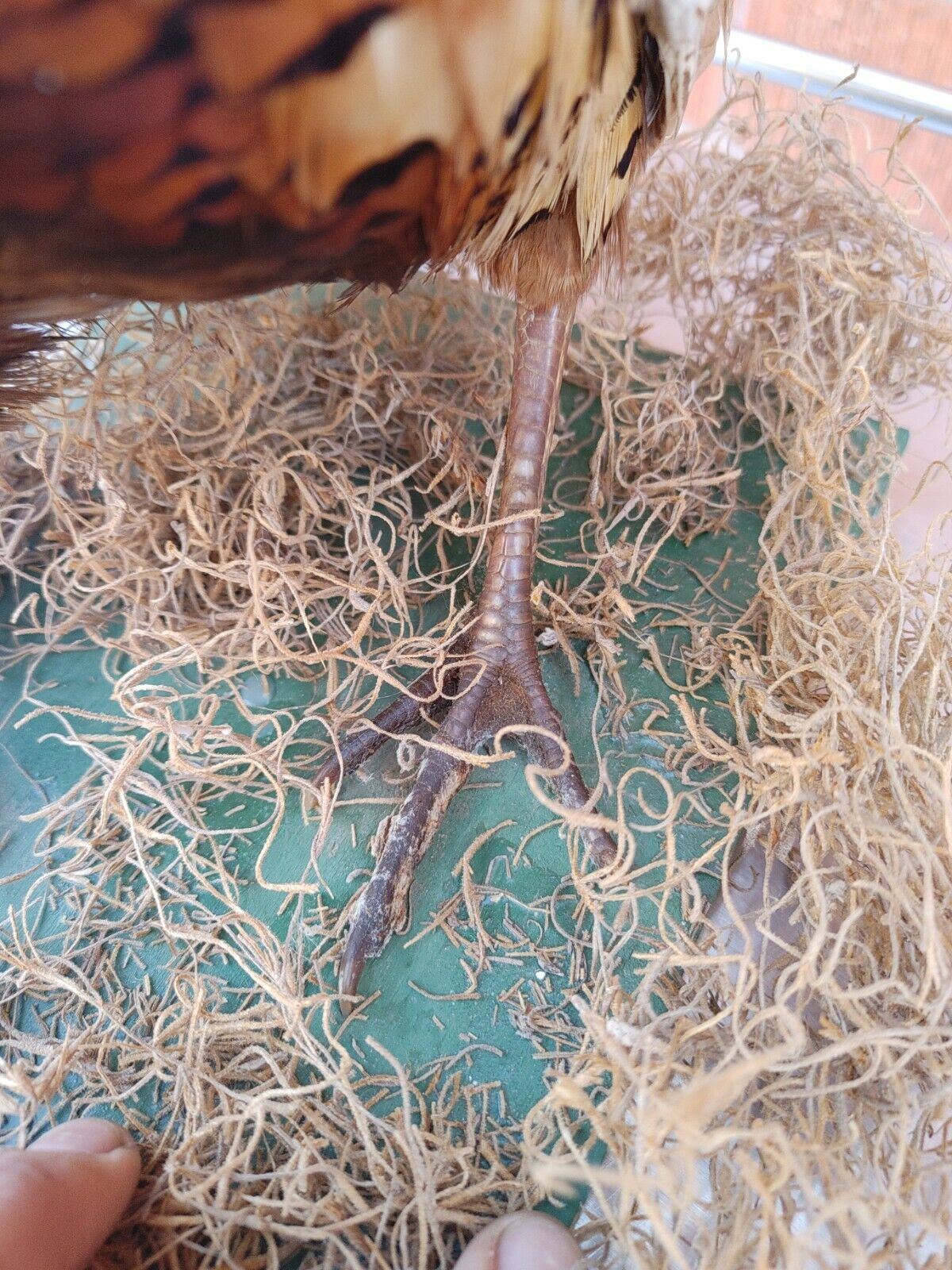 Taxidermy Ring Neck Pheasant standing mount