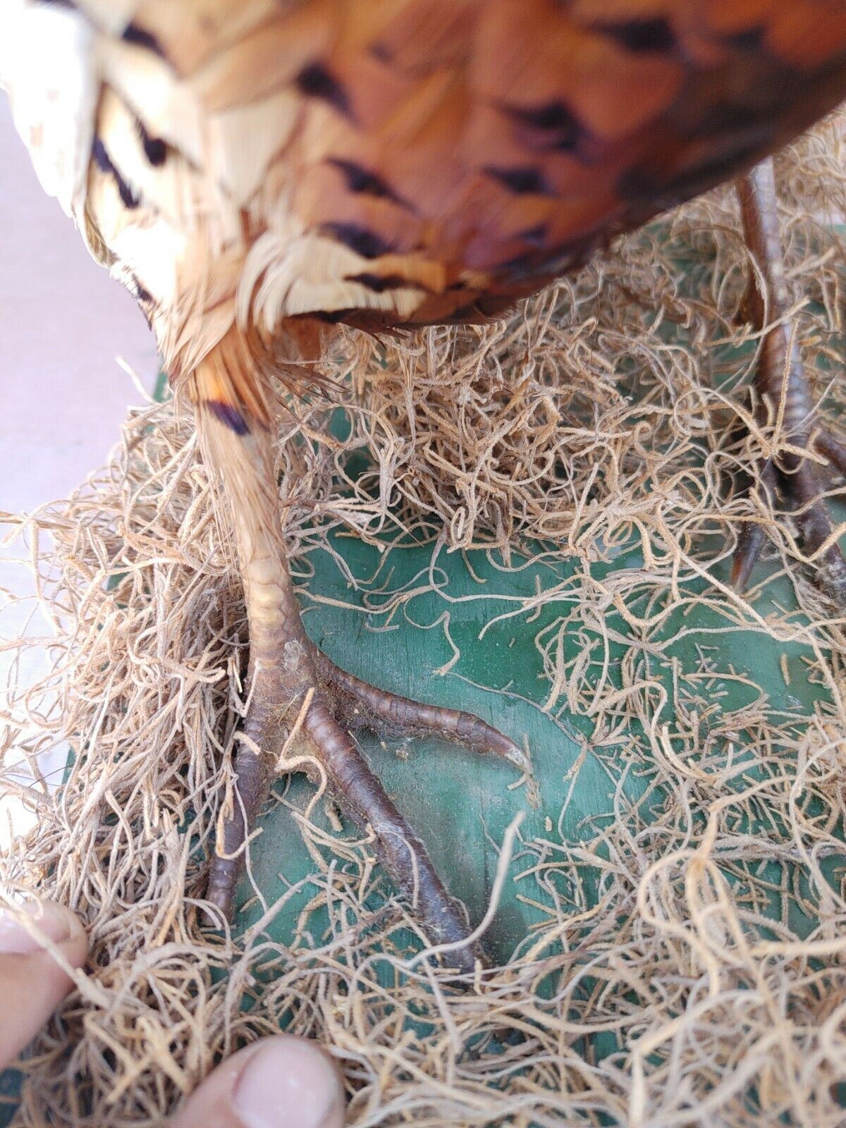 Taxidermy Ring Neck Pheasant standing mount