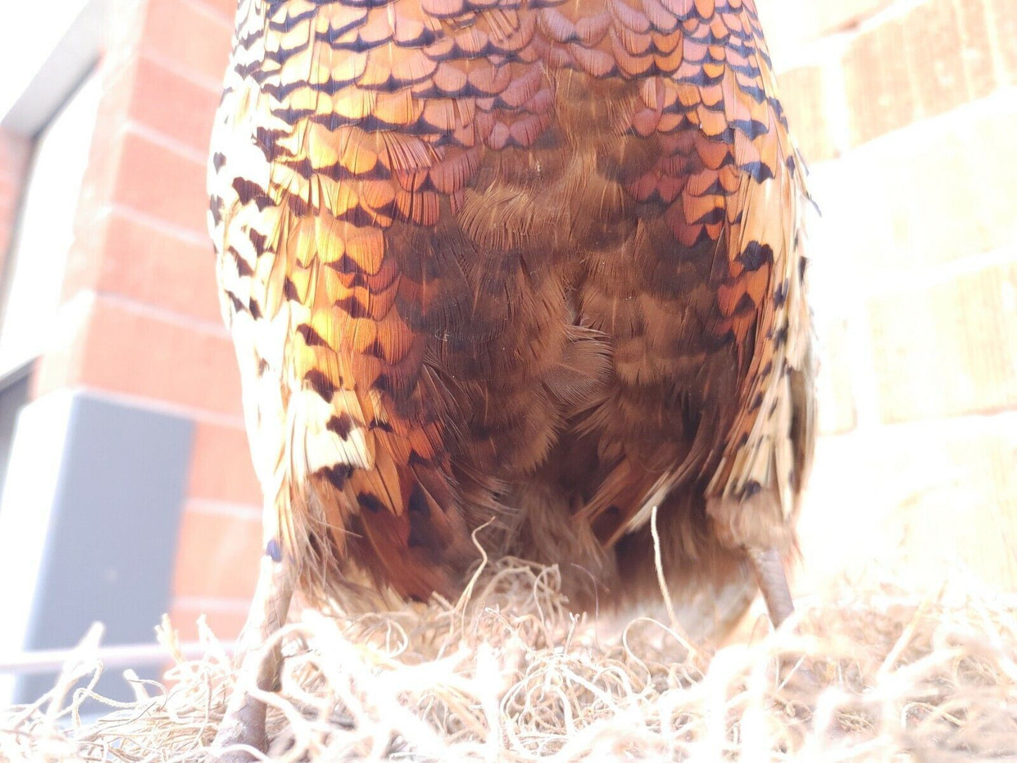 Taxidermy Ring Neck Pheasant standing mount