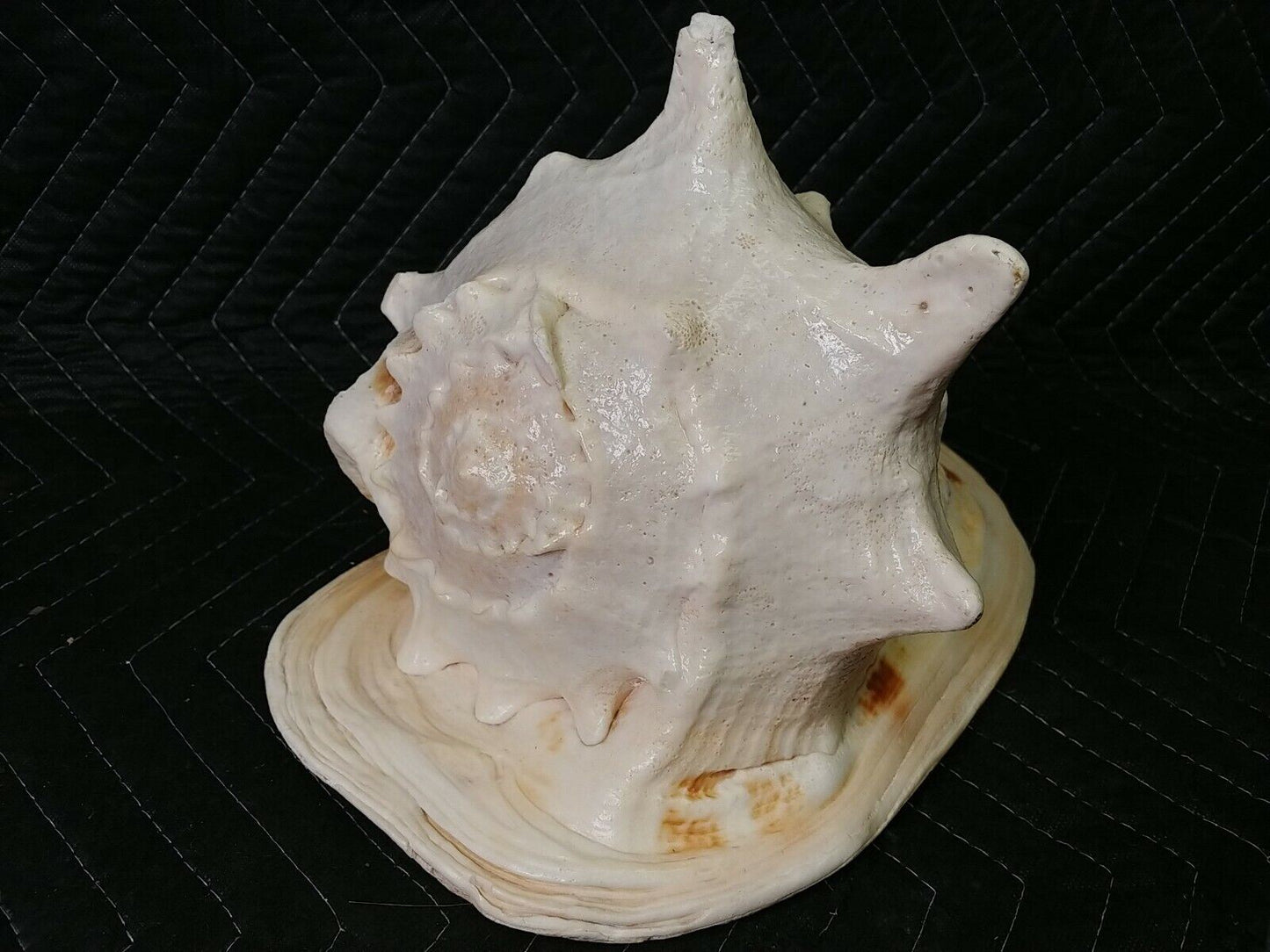 Real Large Horned Queen Helmet Conch Sea Shell 12x8x8 huge shell