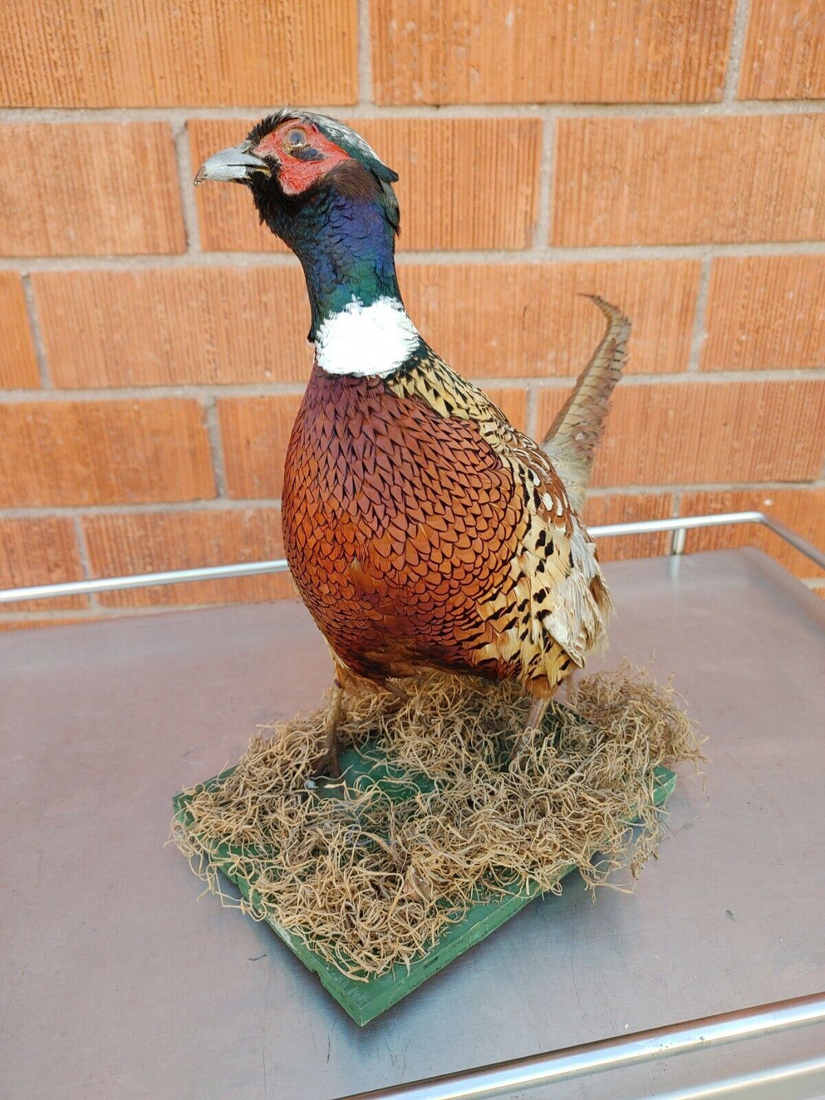 Taxidermy Ring Neck Pheasant standing mount