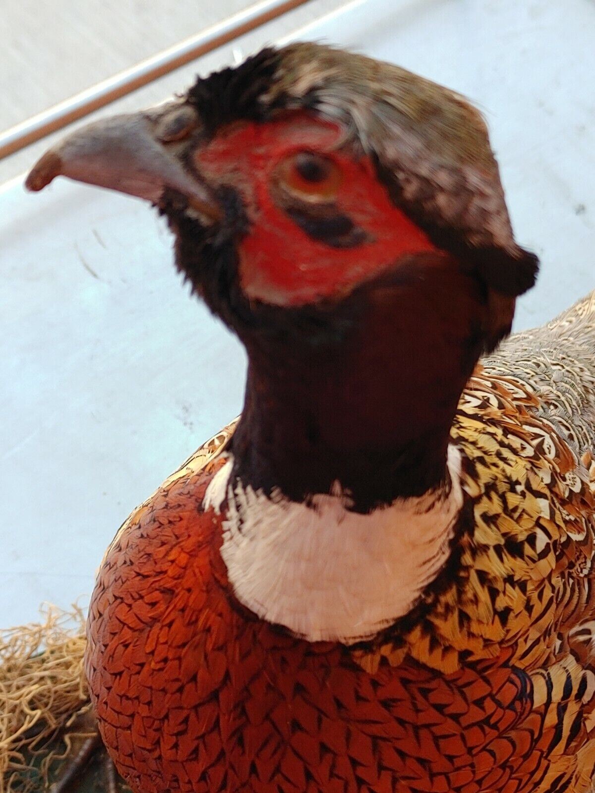 Taxidermy Ring Neck Pheasant standing mount