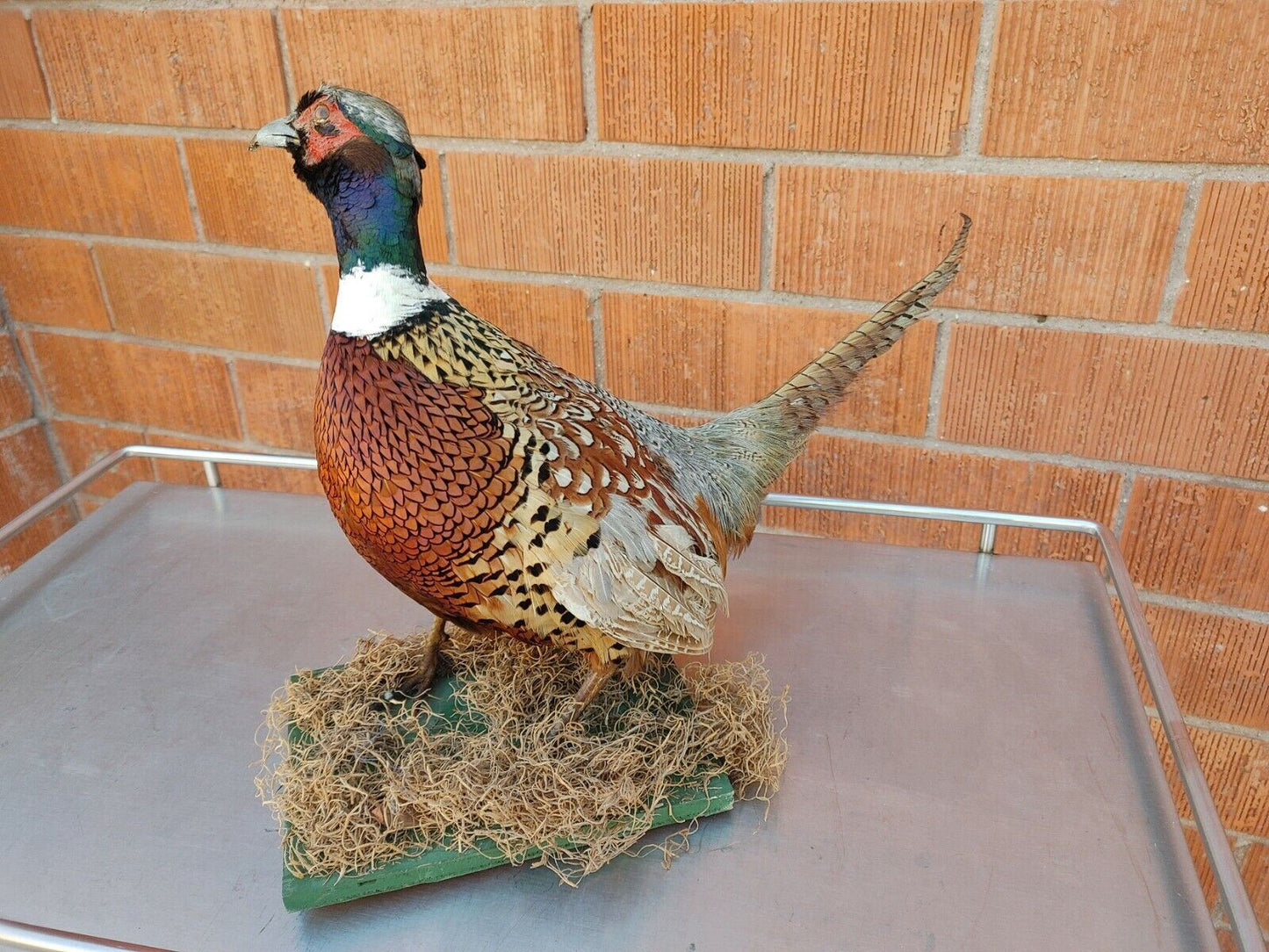 Taxidermy Ring Neck Pheasant standing mount