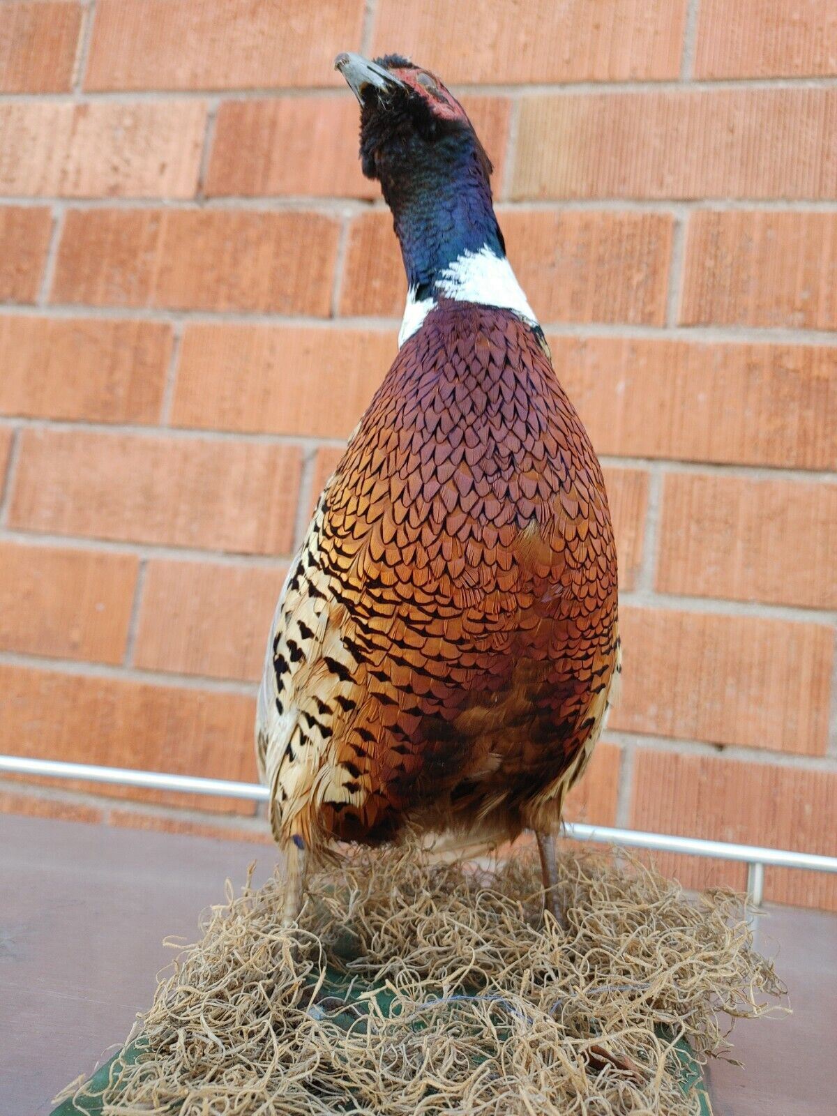 Taxidermy Ring Neck Pheasant standing mount