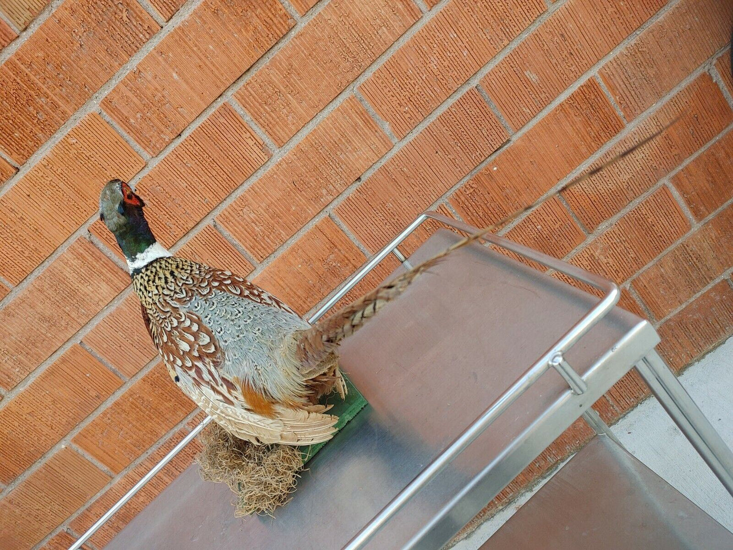 Taxidermy Ring Neck Pheasant standing mount