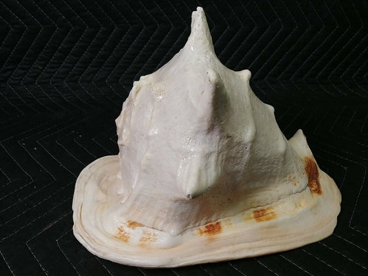 Real Large Horned Queen Helmet Conch Sea Shell 12x8x8 huge shell